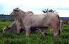Brazilian Beef