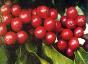 Brazilian Coffee Beans