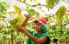 Brazilian Grape Cultivation