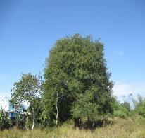 Tamarind Tree